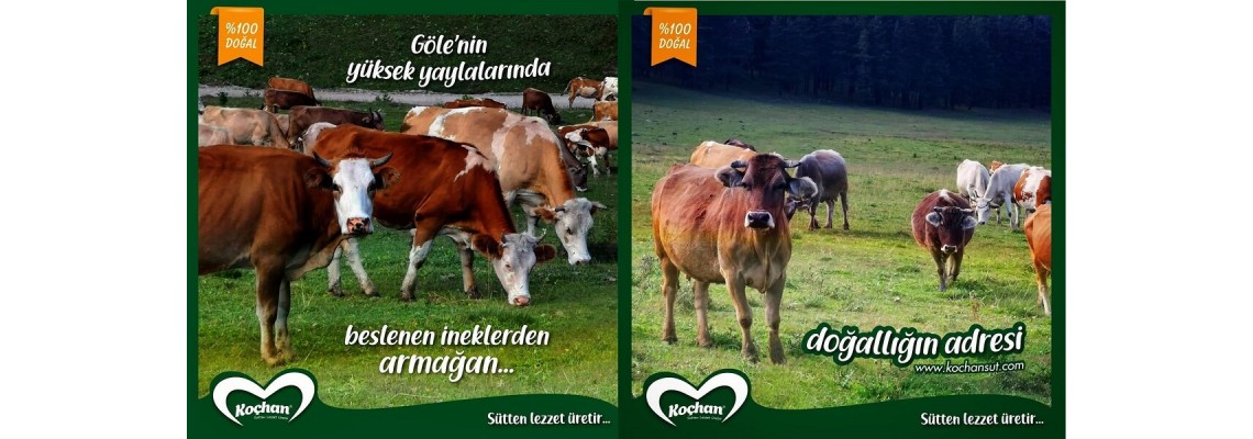 Göle, Ardahan, Kars meralarından soframıza
